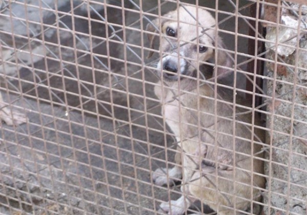 PETA India & AWBI Rescue 9 Dogs from Hell