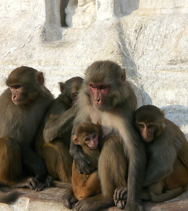 Nepal is a New Pal to Monkeys