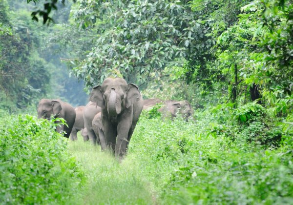 PETA India Urges Government to Include Elephants – Who Can Carry Tuberculosis – in Wild-Animal Performance Ban