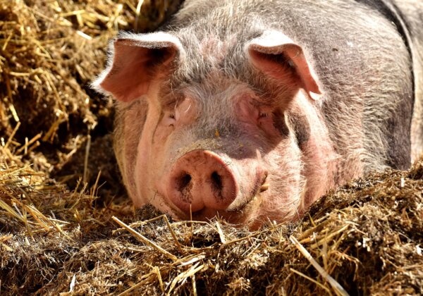 PETA इंडिया की अपील के बाद हिमाचल प्रदेश सरकार ने माता सूअरों को कैद में रखने वाले पिंजरों पर रोक लगाई