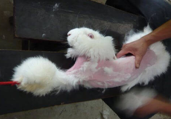 A Look Inside the Angora Rabbit Fur Industry