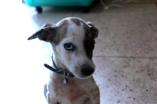 2012 \'Cutest Indian Dog Alive\' Winners Announced! - Blog - PETA India
