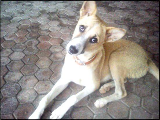2013 \'Cutest Indian Dog Alive\' Winners Announced! - Blog - PETA India