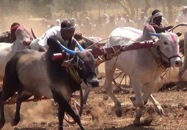 Bulls Abused, Forced to Race
