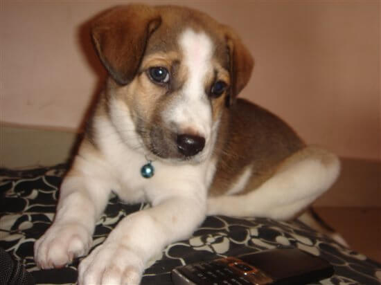 2012 \'Cutest Indian Dog Alive\' Winners Announced! - Blog - PETA India