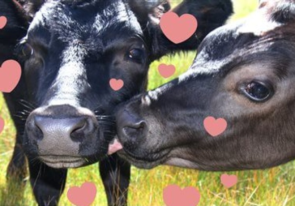 Show Love for Cows This Valentine’s Day