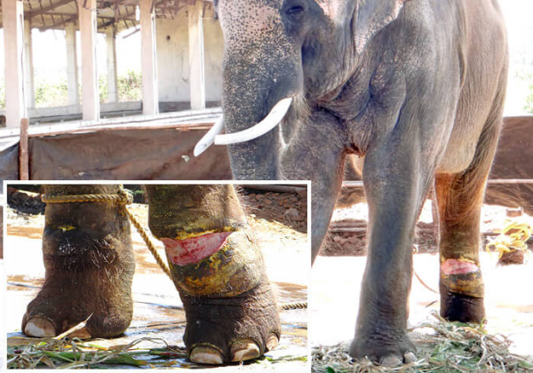 Sunder Found Wounded on Kore’s Property
