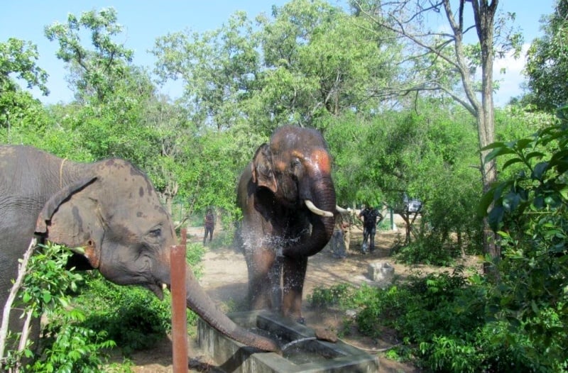 PHOTOS and VIDEO: Sunder Blossoms - Blog - PETA India