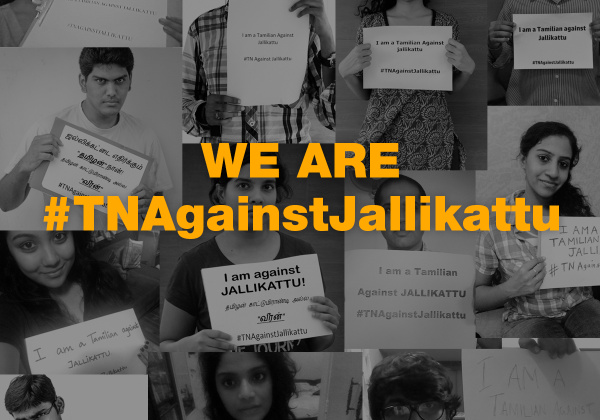 Tamil Nadu Citizens Support Jallikattu Ban