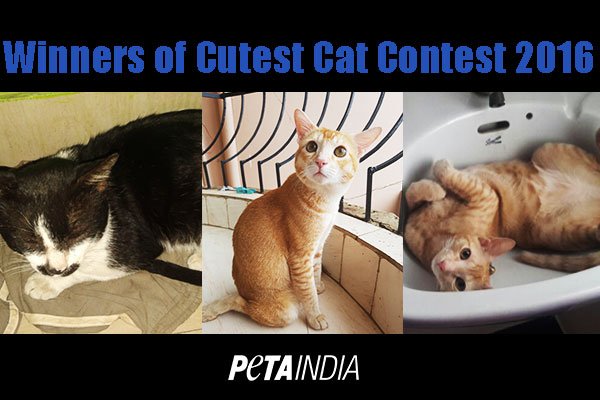 Meet PETA’s 2016 ‘Cutest Rescued Cat Alive’ Winners