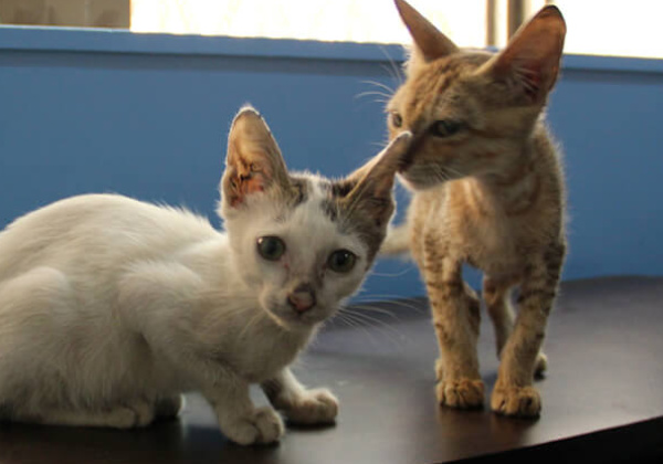 Kittens Found in Dharavi Need Forever Homes!