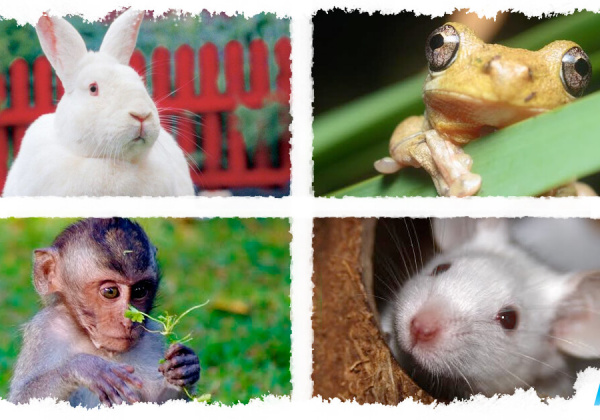 7 Ways PETA and its Affiliates Are Advancing Science
