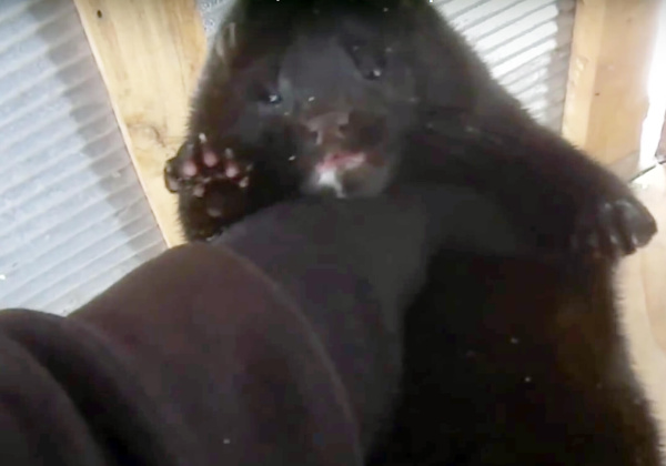 The Truth About Fur: The Harsh Reality of Mink Farming