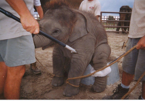 Major Circus to Phase Out Elephant Acts