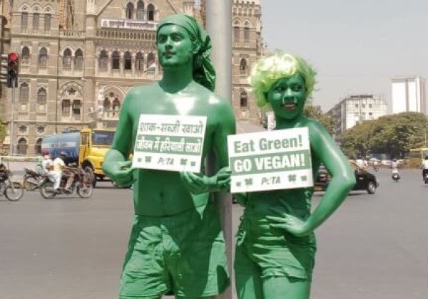 5 Ways to Go Green on St. Patrick’s Day