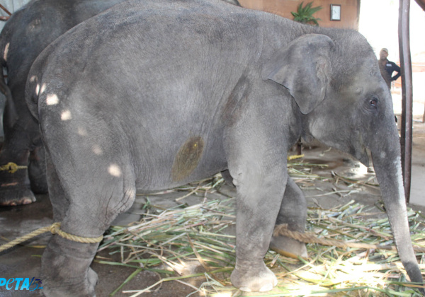Investigation of Baby Elephant Used for ‘Bandhan’