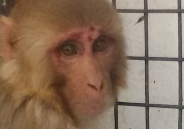 PHOTOS: Government Monkey Sterilisation Centre EXPOSED