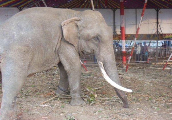 Elephants, Other Animals RESCUED From Two Circuses
