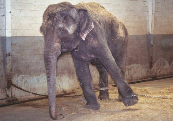 HC and SC to Consider Kerala Captive Elephant Plight