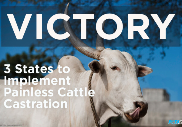 Several States to Implement Painless Cattle Castration