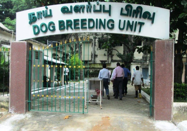 Madras High Court Orders Closure Of State-Run Dog-Breeding Facility