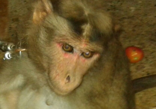Kidnapped Monkey Reunited With Her Family