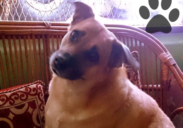 Meet PETA’s 2015 ‘Cutest Indian Dog Alive’ Winners