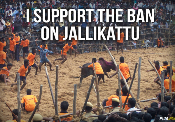 Film and Cricket Stars Want Jallikattu to Stay Banned