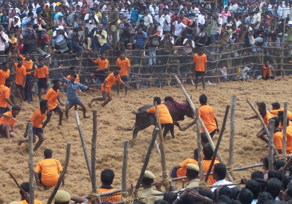 Government Allows Jallikattu and Bull Races; PETA Vows to Go to Supreme Court