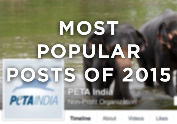 Most Popular PETA India Facebook Posts of 2015