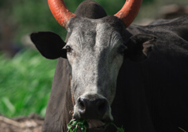 FAQ on Jallikattu, Bull Races and PETA India