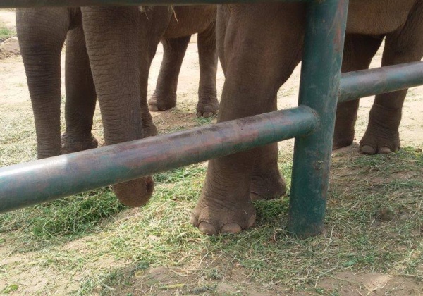 Nothing More Beautiful Than Naked Elephant Legs