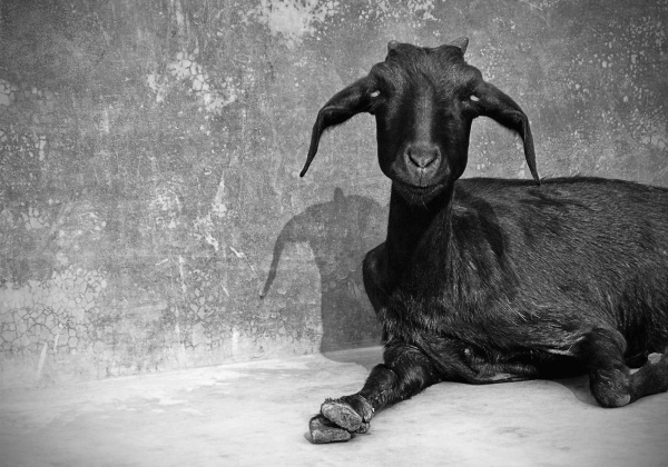 PETA India Offers up to Rs 25,000 to Find Persons Involved in Animal Sacrifice