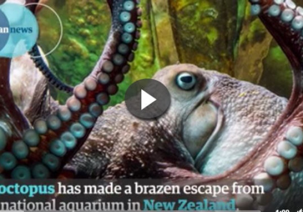 Octopus Inky’s Great Escape Shows Us Why Marine Animals Don’t Belong in Aquariums