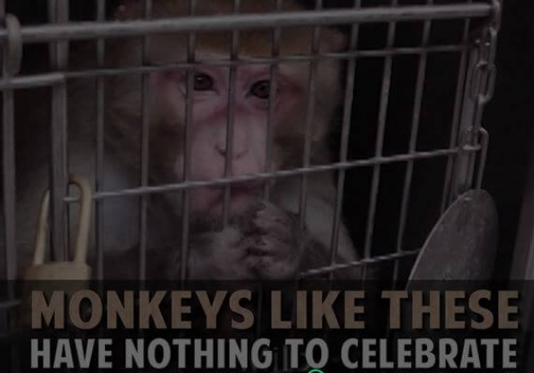 Help Monkeys in the Year of the Monkey