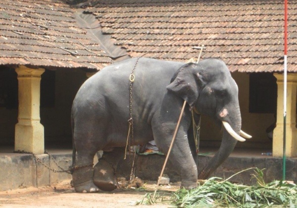 SC Stays Kerala Government’s Planned Scheme to Legalise 289 Captive Elephants