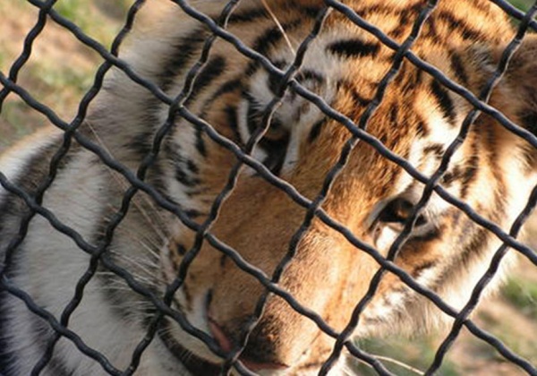 Is This Finally the End for Thailand’s Tiger Temple?