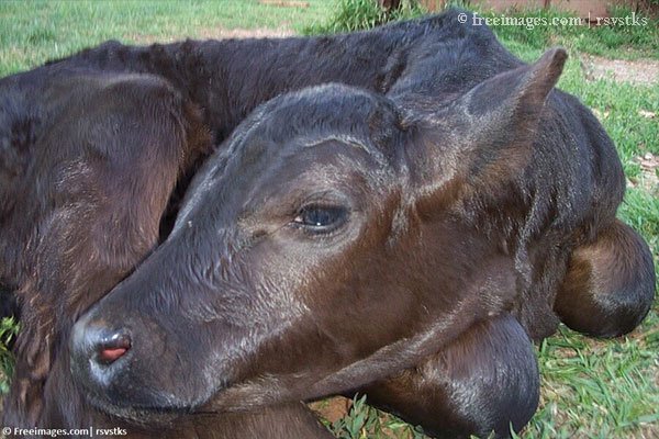 New Indian Veterinary Education Regulations to End Calf Killing, Reduce Other Cruelty
