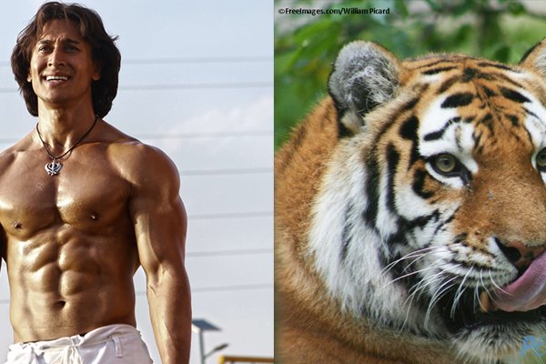 Tiger Shroff Is Real-Life Superhero for Tigers