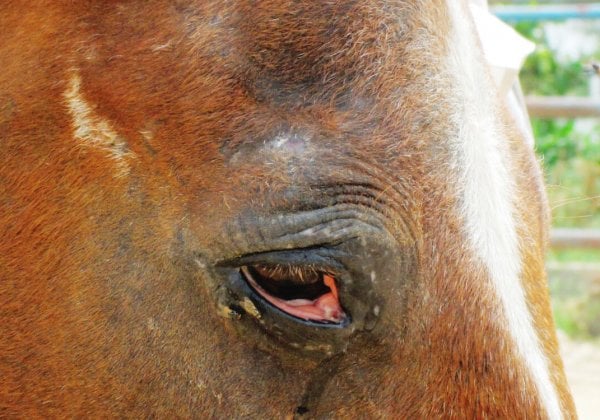 PETA International Science Consortium Funds Research to End Indian Horse Experiments