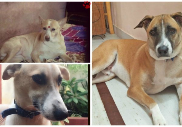 Meet PETA’s 2016 ‘Cutest Indian Dog Alive’ Winners