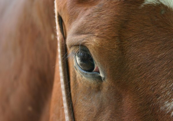 PETA Urges Defence Minister to Investigate Horse Deaths