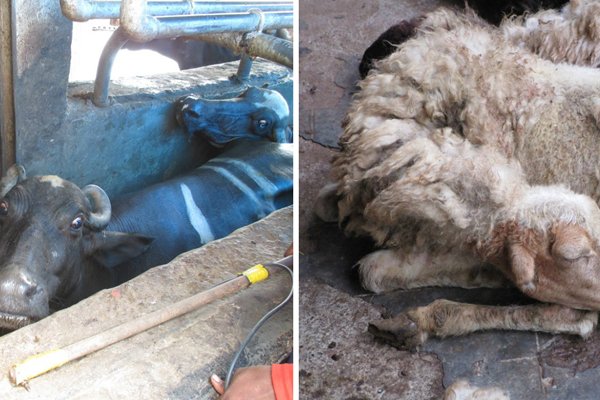 Video: Animals Electrocuted at Ghazipur Slaughterhouse