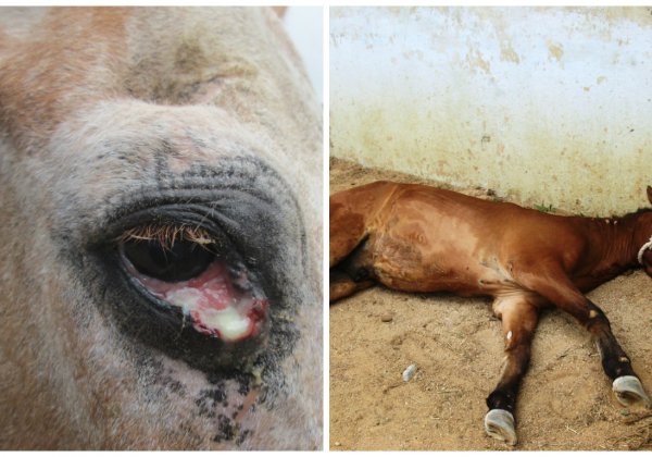 SHOCKING: Horses Abused for Their Blood