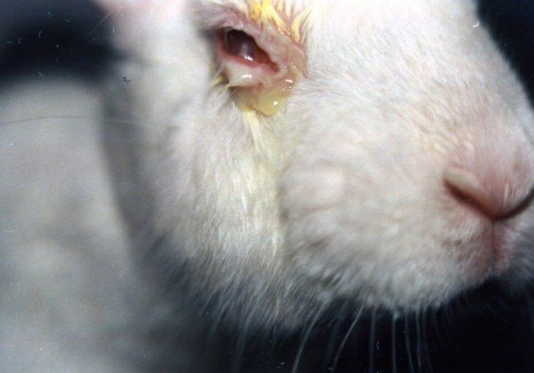 Victory: India Ends Two Cruel And Archaic Drug-Product Tests On Rabbits