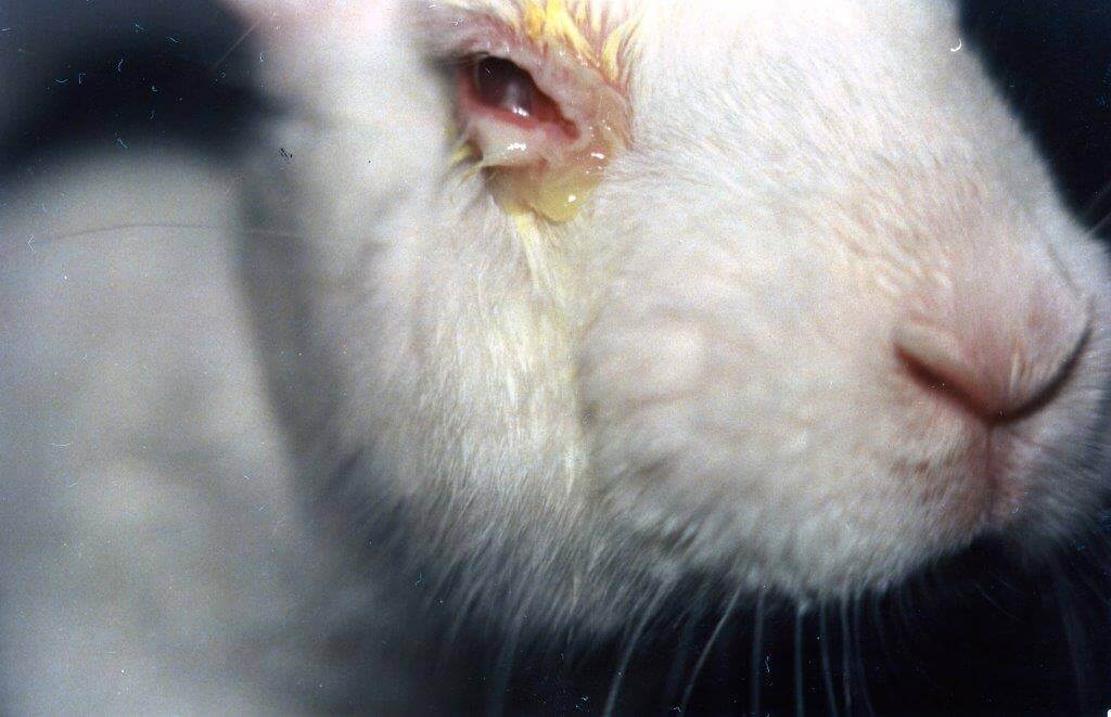 Alternatives to animal experiments for eye irritation