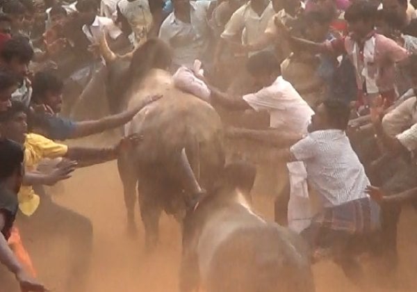 PETA Rejoices as Supreme Court Upholds Ban On Use Of Bulls In Jallikattu