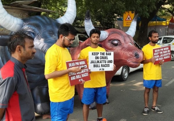 Giant Inflatable Bulls in Jallikattu Protest