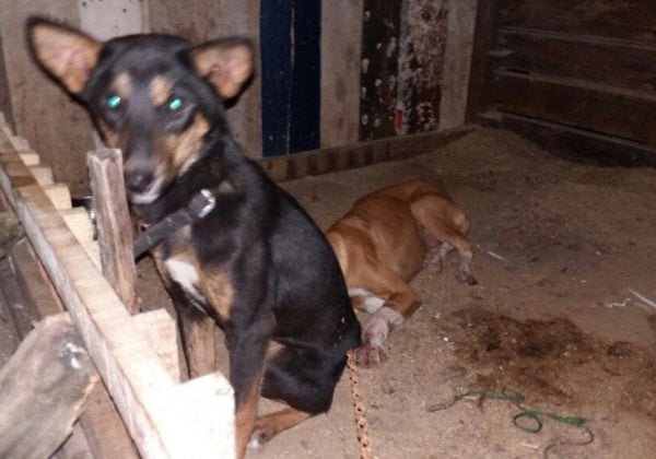 PETA, Shillong Locals & Police Rescue Dogs From Slaughter