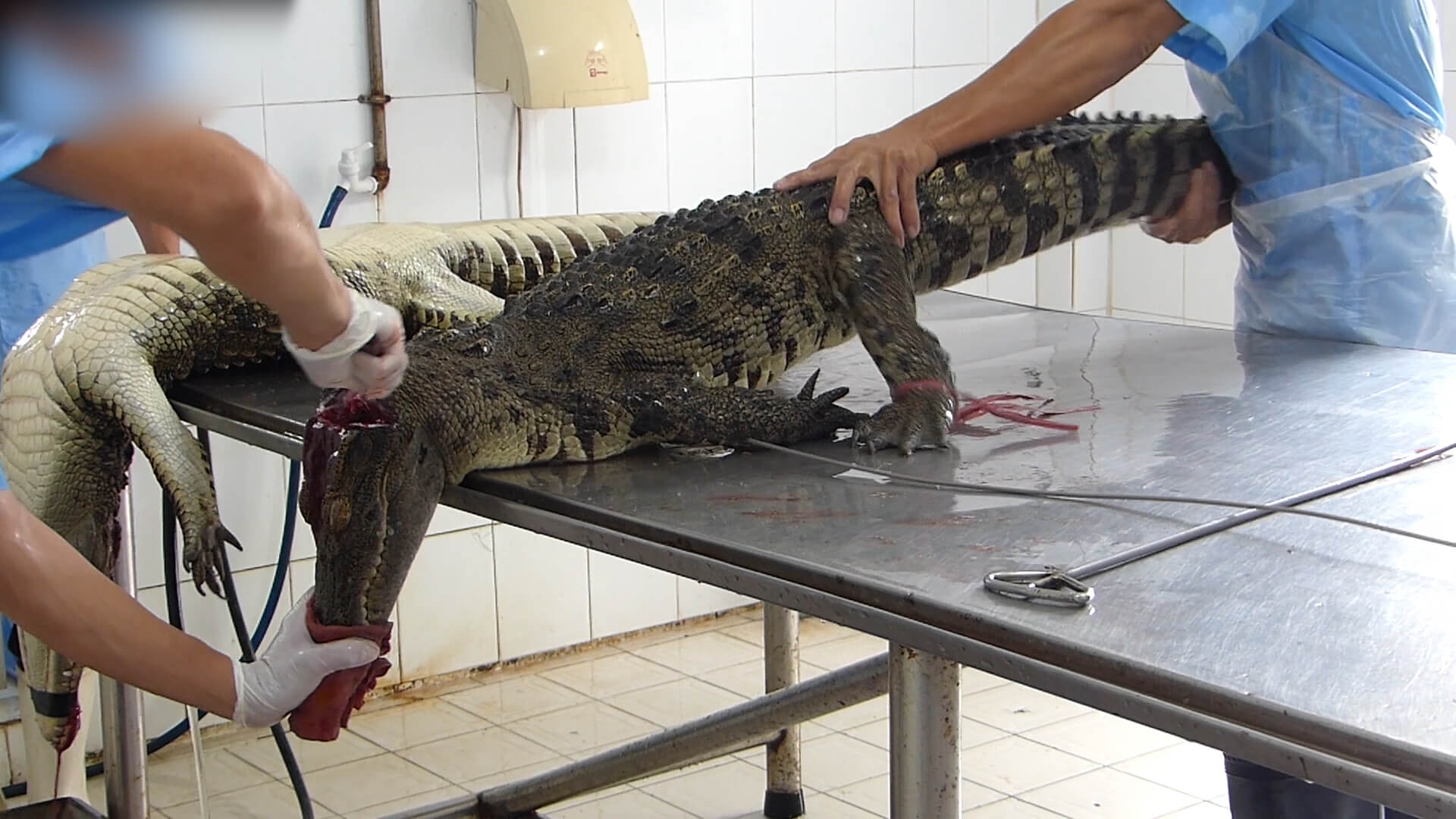 Crocodiles Die Horrifically In Vietnam For Louis Vuitton Leather